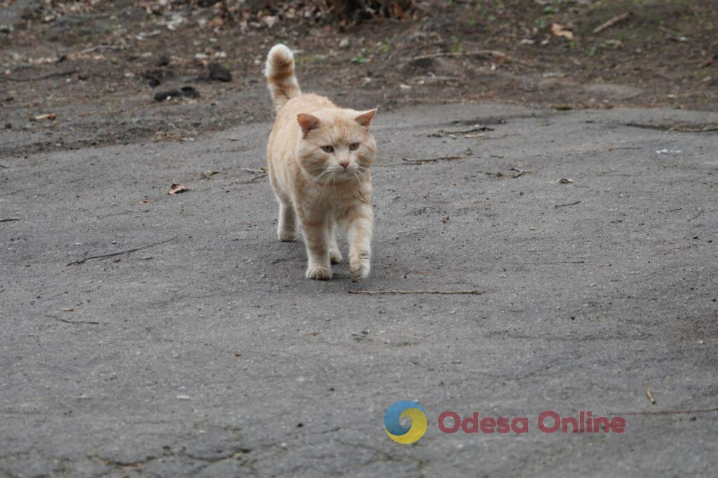 Одесские коты: домашние и не очень (фоторепортаж)