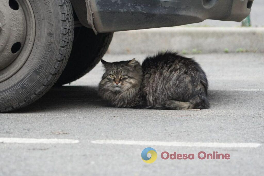 Одесские коты: домашние и не очень (фоторепортаж)