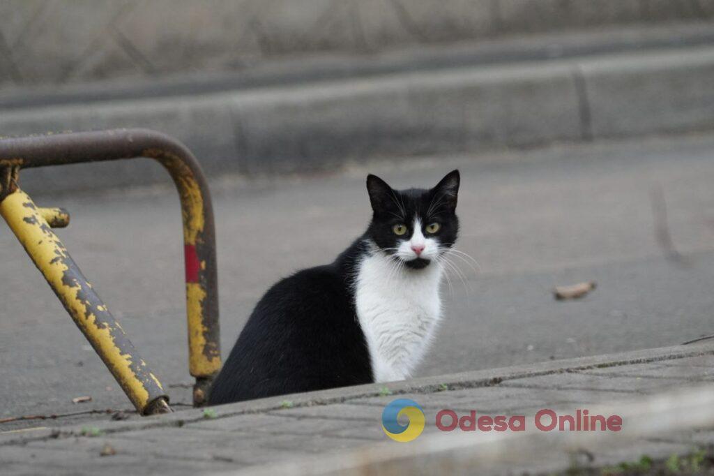 Одесские коты: домашние и не очень (фоторепортаж)