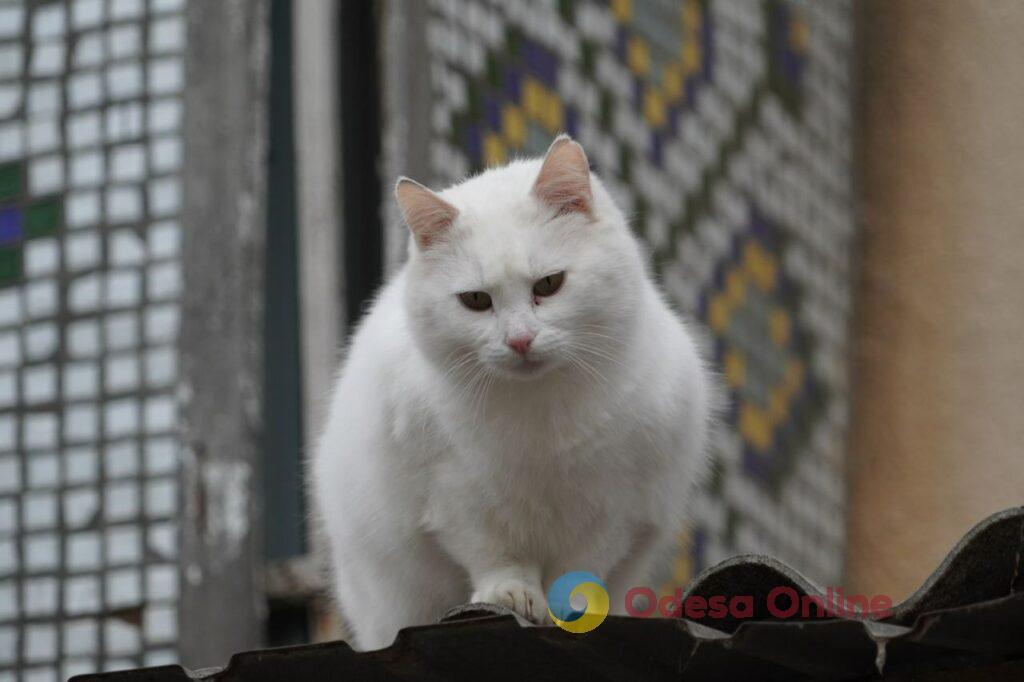 Одесские коты: домашние и не очень (фоторепортаж)