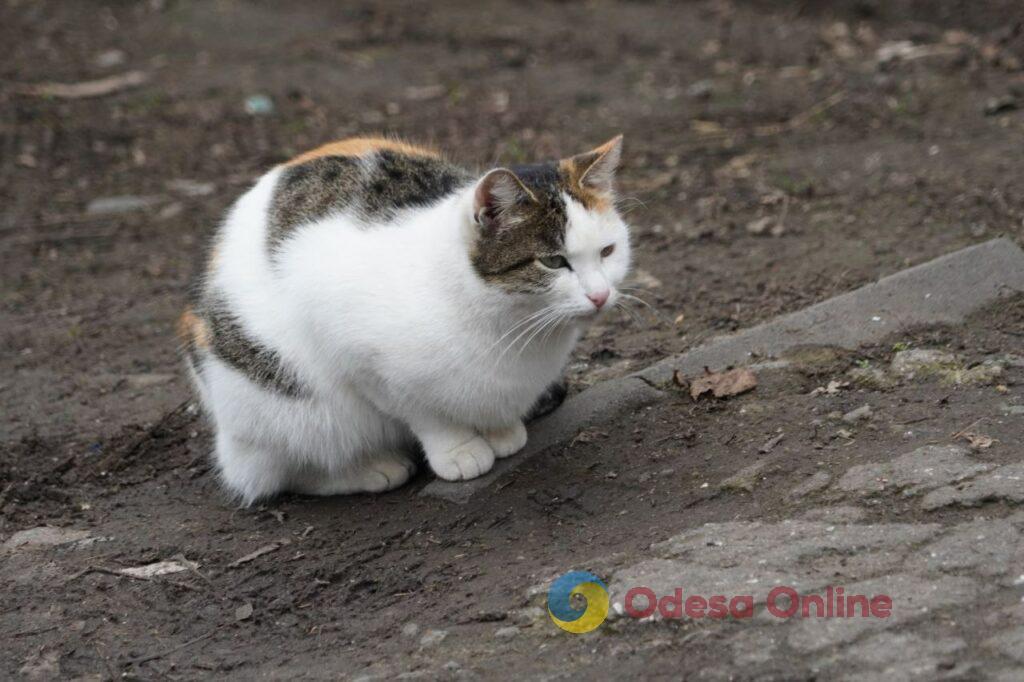 Одесские коты: домашние и не очень (фоторепортаж)