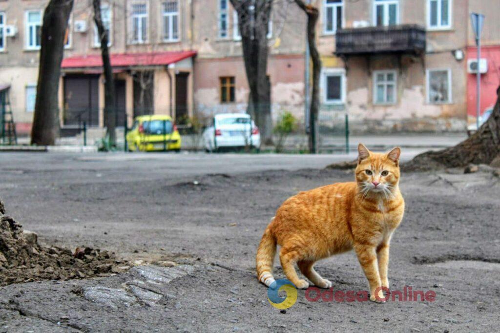 Одесские коты: домашние и не очень (фоторепортаж)