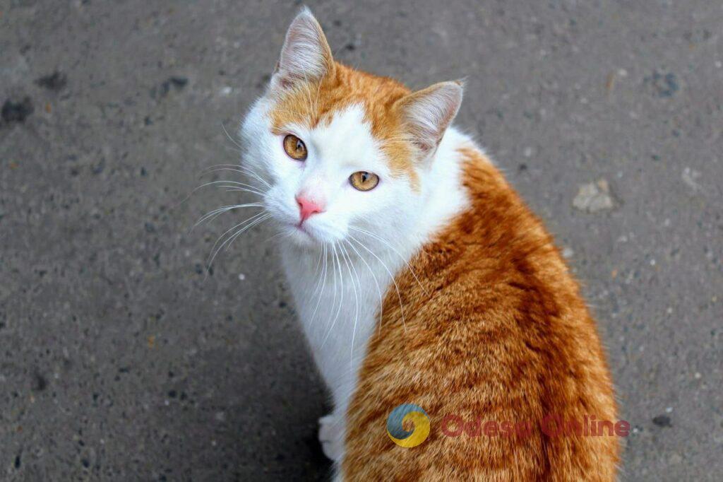 Одесские коты: домашние и не очень (фоторепортаж)