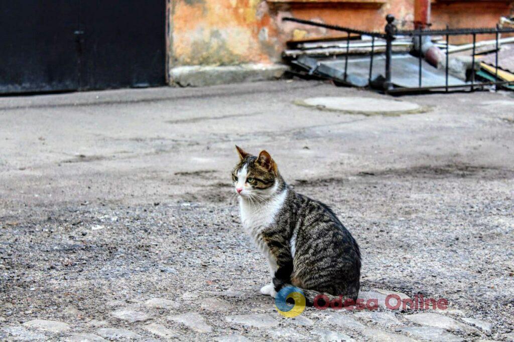 Одесские коты: домашние и не очень (фоторепортаж)