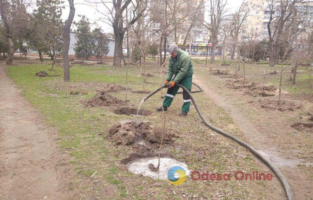 В Одессе озеленители начали весеннюю высадку деревьев