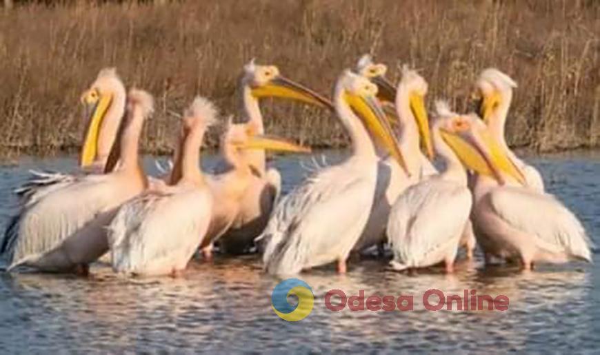 В Одесскую область прилетели розовые пеликаны