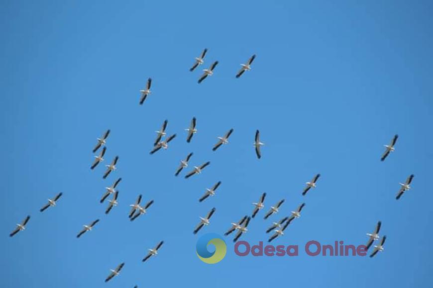 В Одесскую область прилетели розовые пеликаны