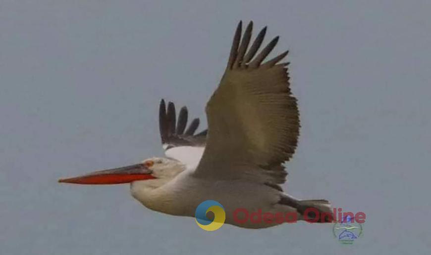 В Одеську область прилетіли рожеві пелікани