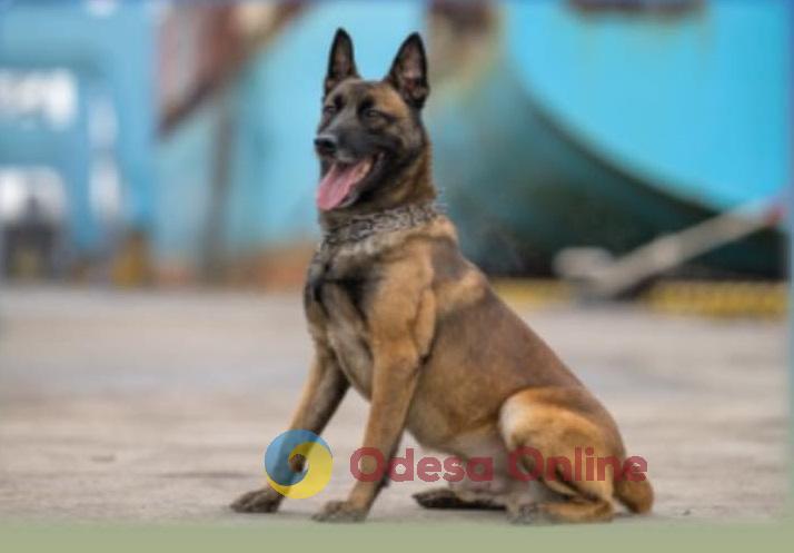 Служебной собаке Одесской таможни Боцману, которая погибла на посту, установили памятный знак