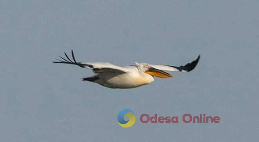 В Одеську область прилетіли рожеві пелікани