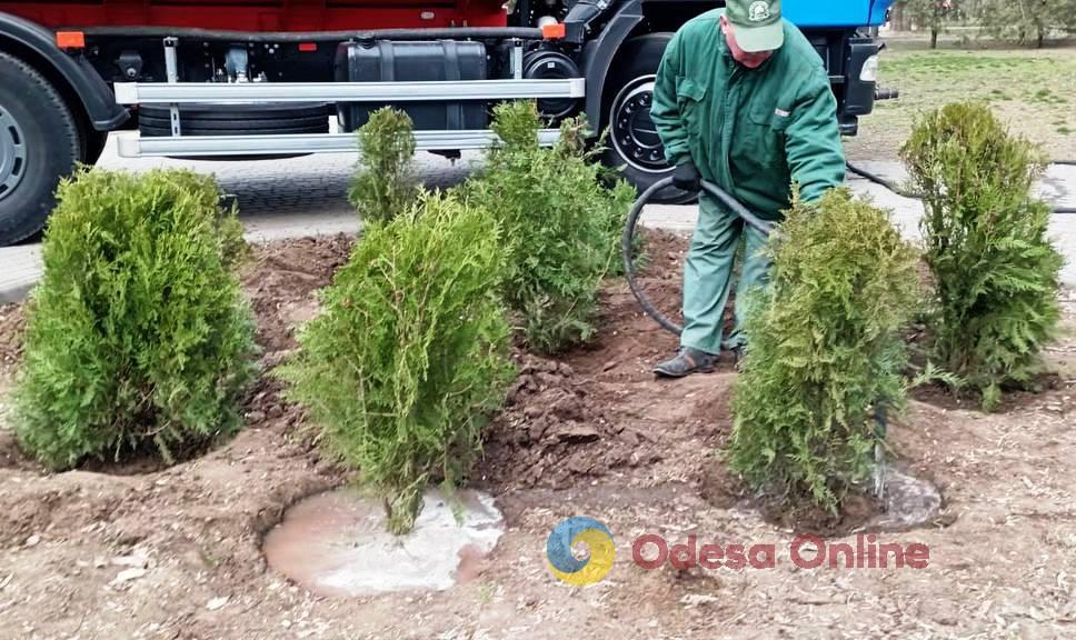 В Одессе на прошлой неделе озеленители высадили деревья и кустарники