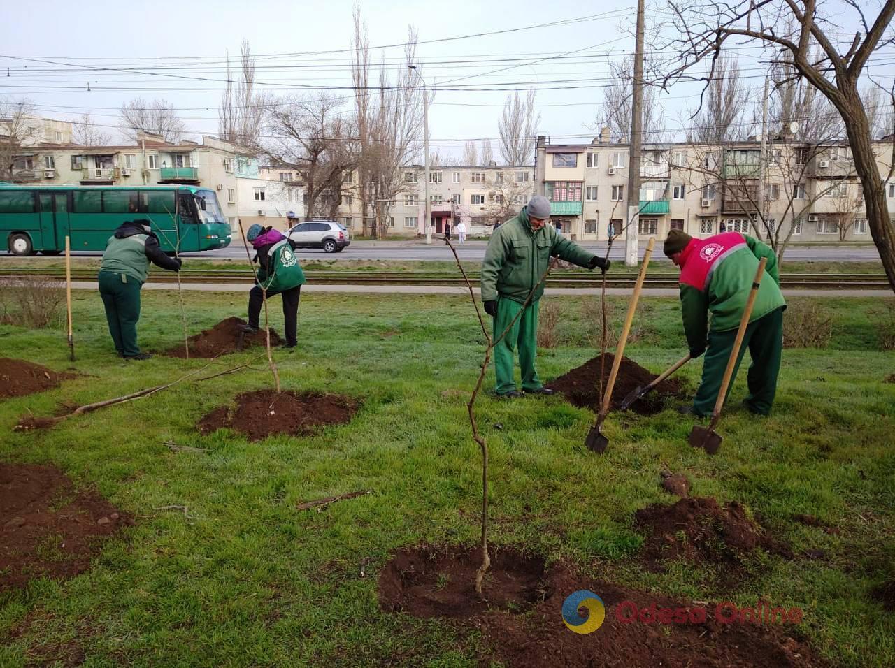 В Одесі на минулому тижні озеленювачі висадили дерева та чагарники