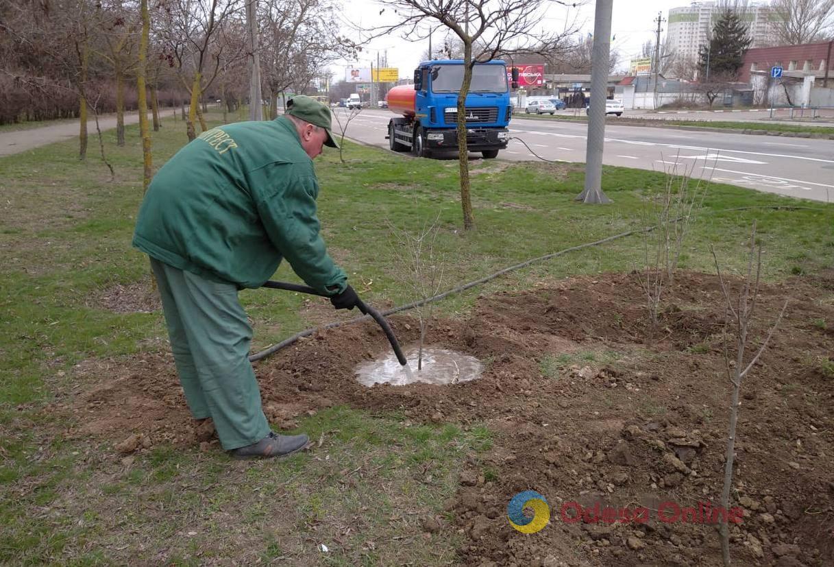 В Одессе на прошлой неделе озеленители высадили деревья и кустарники