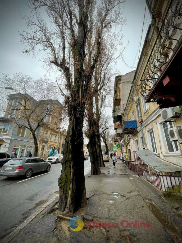 Одесса: 25 марта Канатную перекроют из-за обрезки и спила деревьев