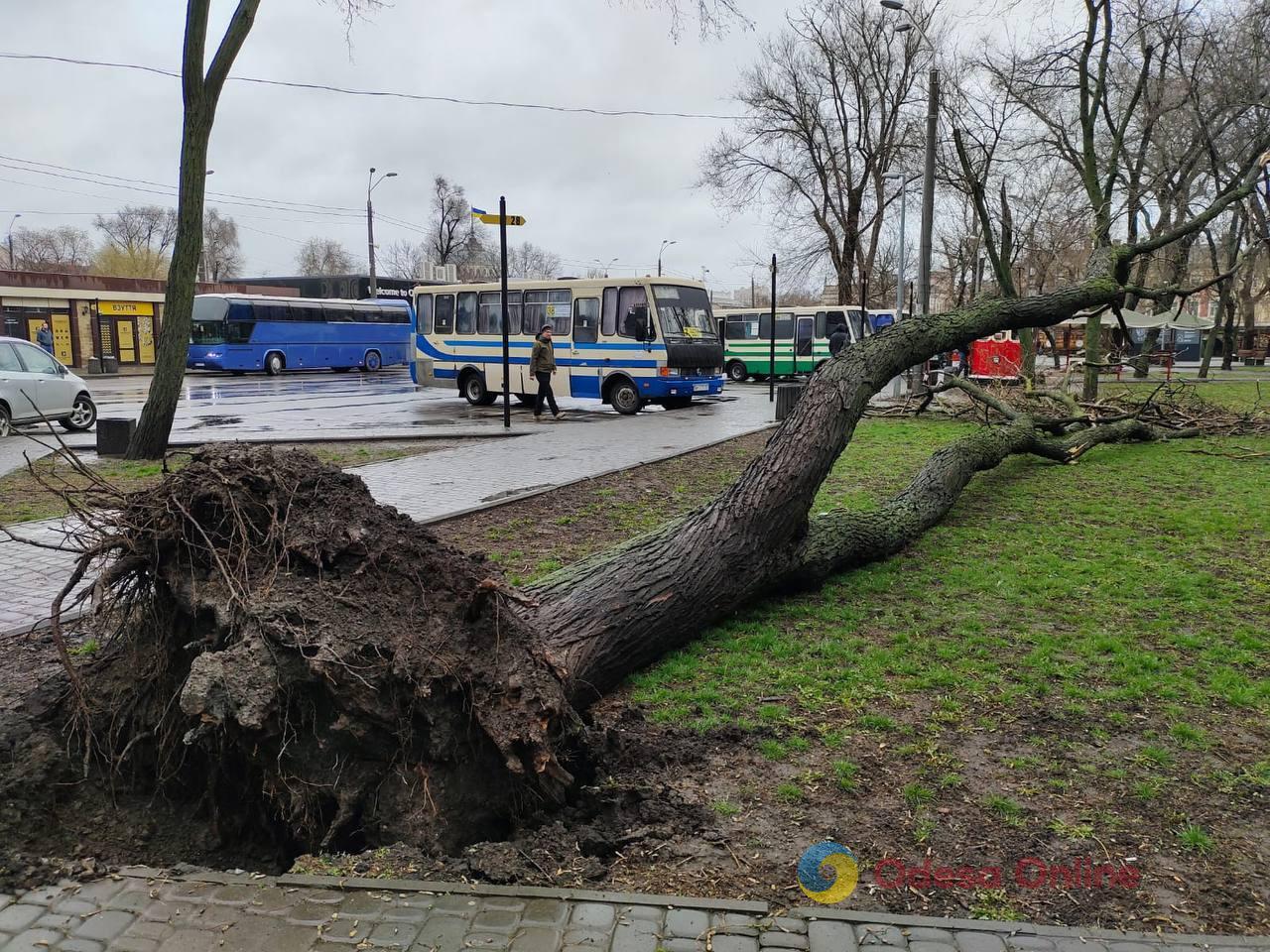 Через негоду в Одесі повалені дерева, є підтоплення