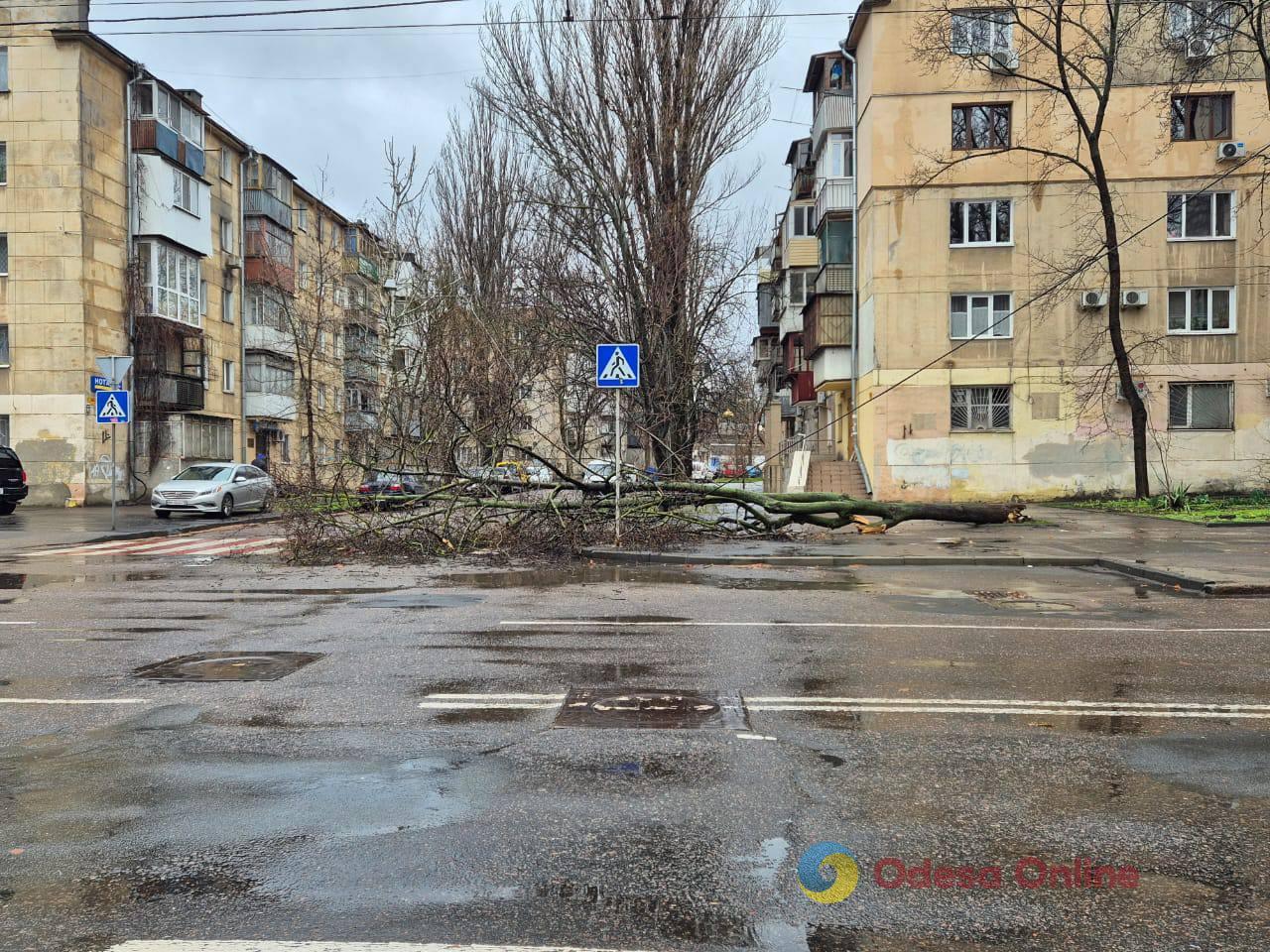 Через негоду в Одесі повалені дерева, є підтоплення