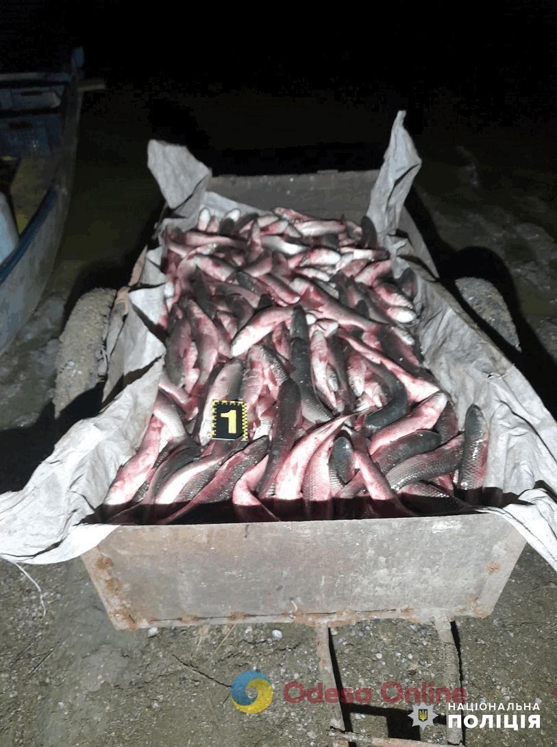 В Одесской области браконьеры наловили рыбы на 1,2 миллиона гривен