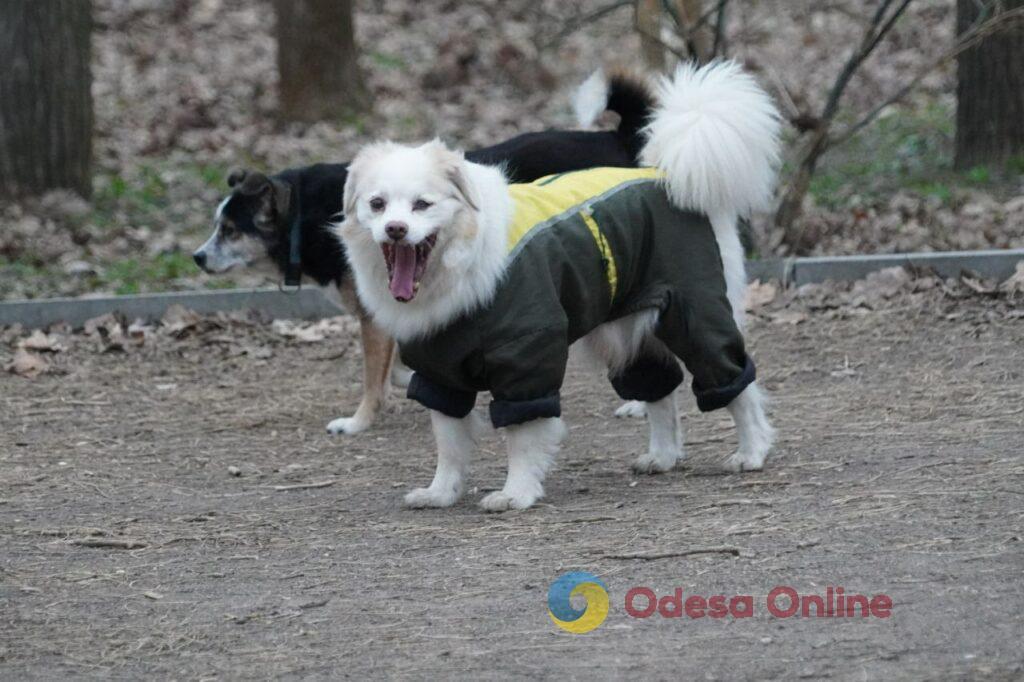 Перший день весни в Одесі: прогулянки біля моря, сонні коти та підсніжники (фотозамальовка)