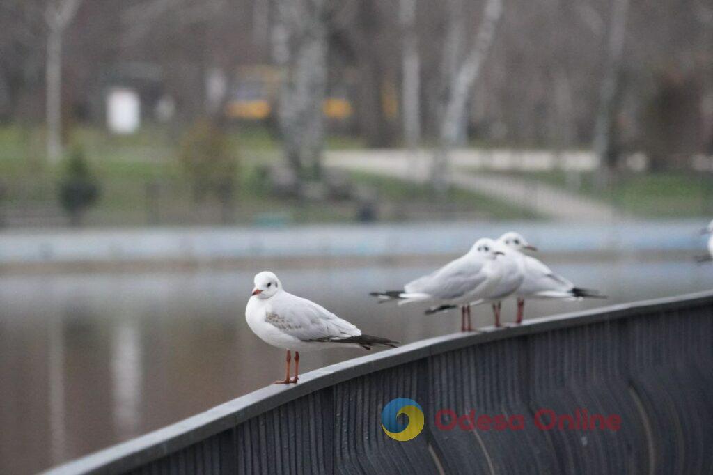 Первый день весны в Одессе: прогулки у моря, сонные коты и подснежники (фотозарисовка)