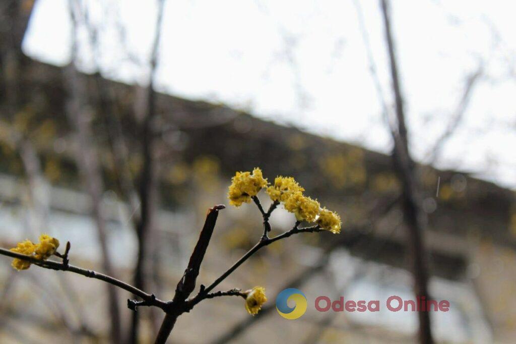 Приход весны в Одессу крупным планом (фоторепортаж)