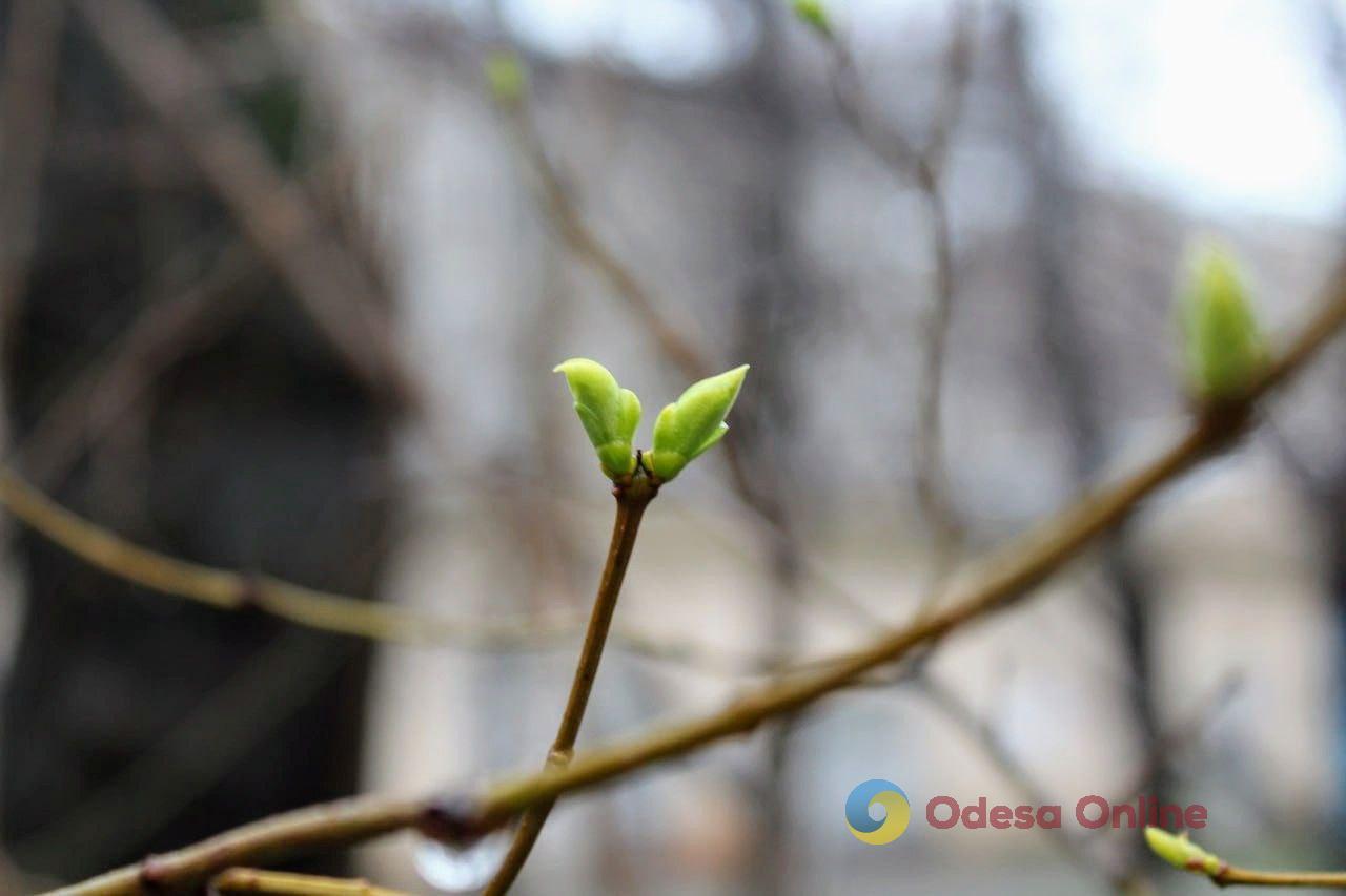 В Одесской области ночью и утром 26 марта местами ожидается туман