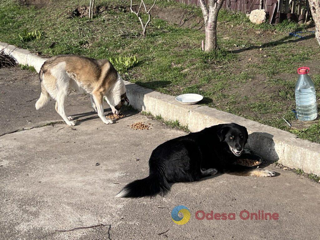 Життя всупереч: як виживають собаки та кішки на «курортах» Одеської області (фоторепортаж)