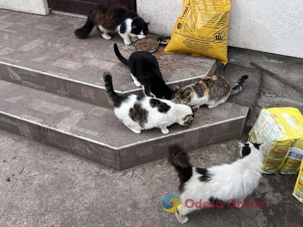 Життя всупереч: як виживають собаки та кішки на «курортах» Одеської області (фоторепортаж)