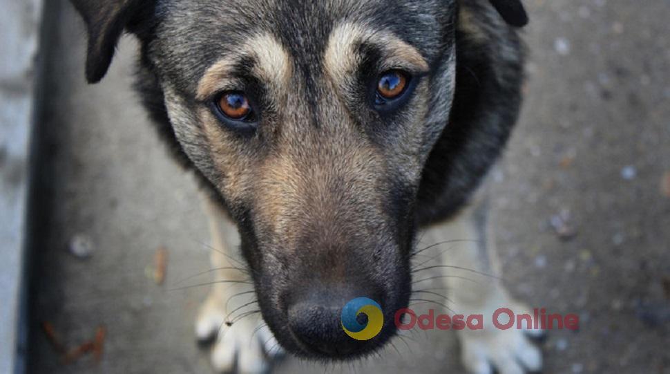 На Одещині засудили чоловіка, який до смерті забив свого собаку палицею