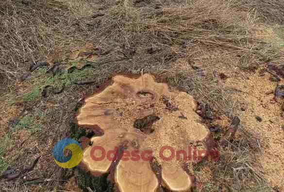 На Одещині знищили більше 3500 дерев