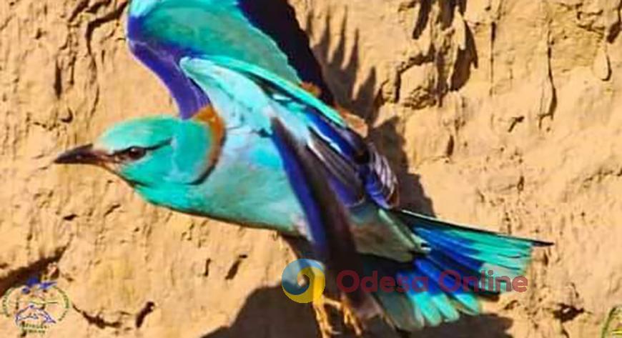 В Одесскую область прилетели редкие тропические птицы