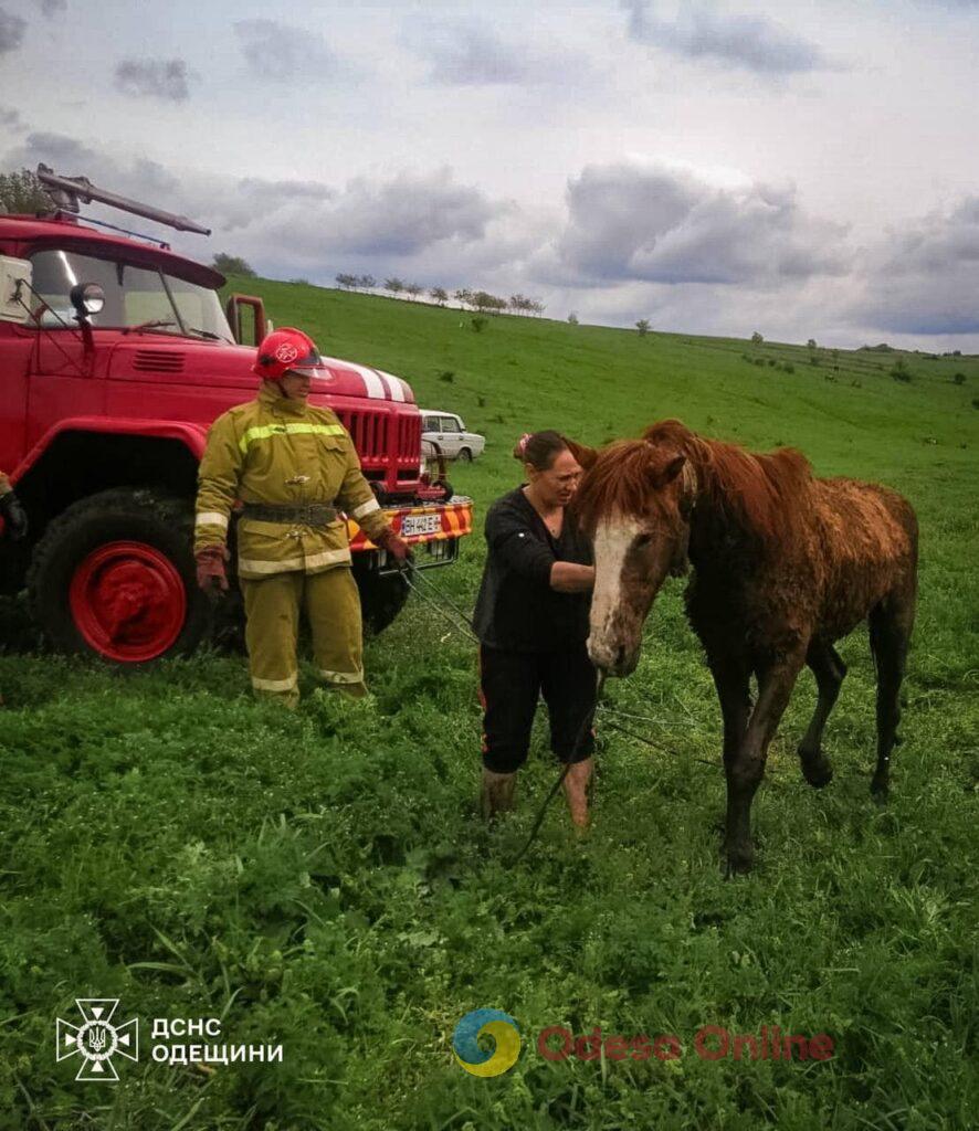 В Одесской области доставали коня из болота