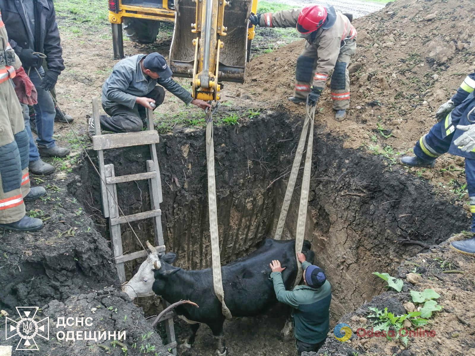 На Одещині врятували корову, яка впала до вигрібної ями (фото, відео)