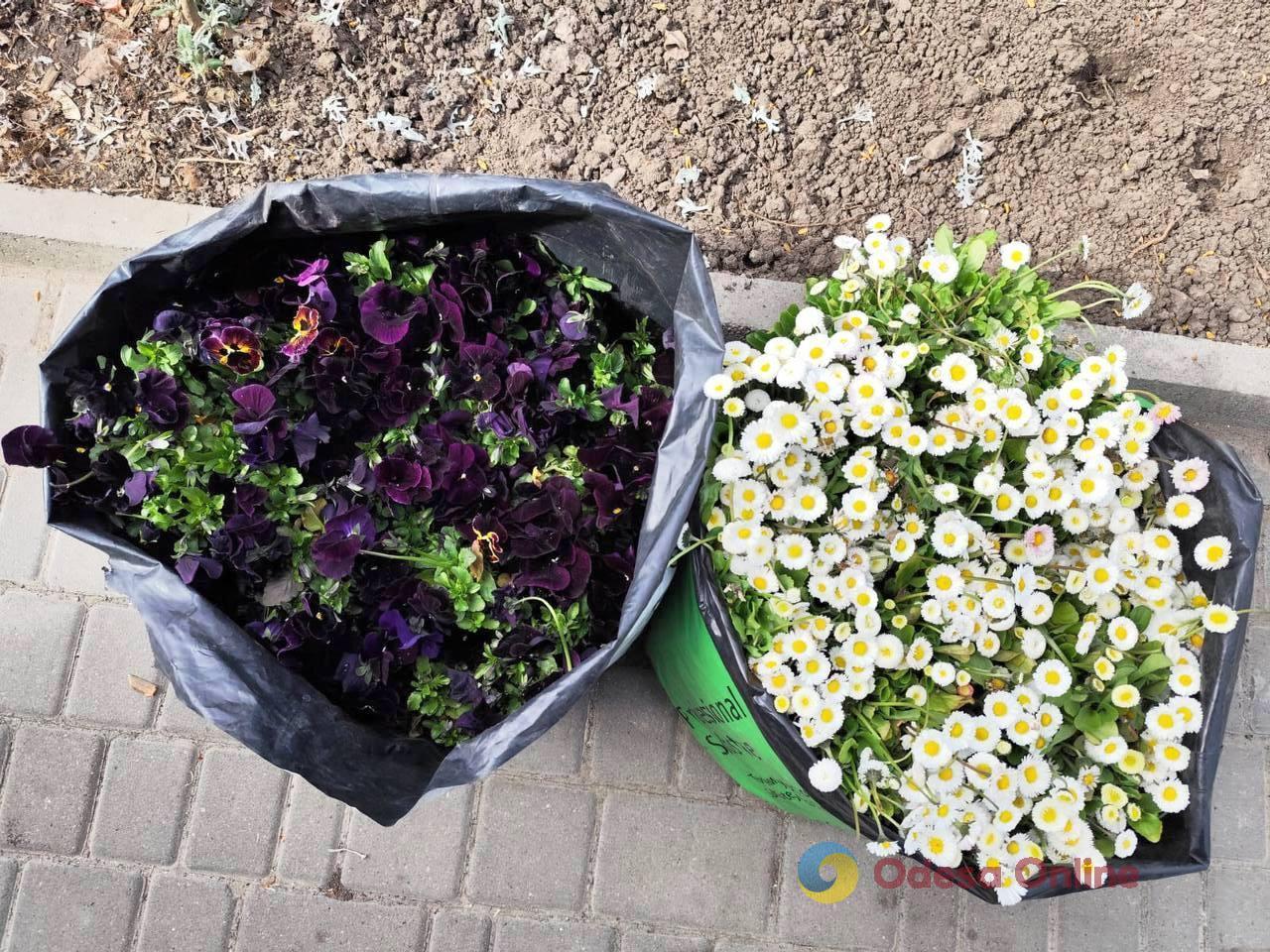 Одессу продолжают украшать цветами (фото)