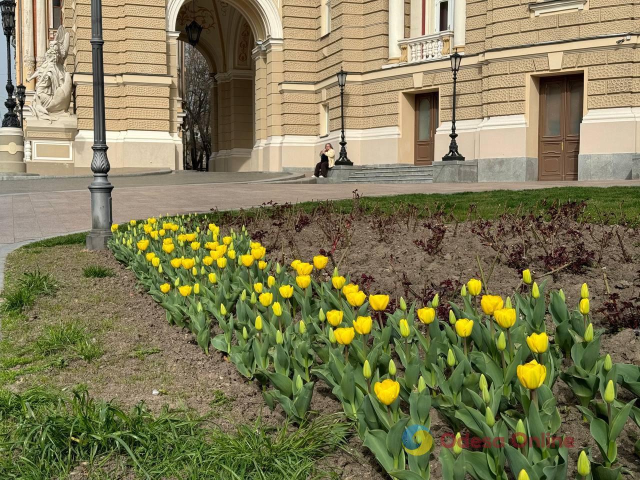 Одессу продолжают украшать цветами (фото)