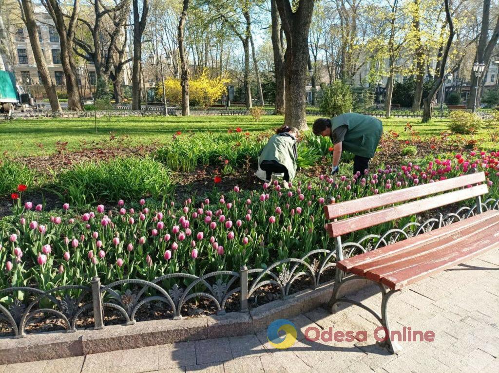 Одессу украсили 42 тысячи тюльпанов
