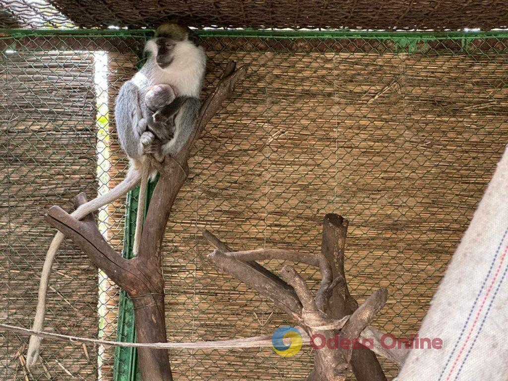 Зелене мавпеня, кози, вівці та муфлони: одеський зоопарк хвалиться своїм поповненням (фоторепортаж)