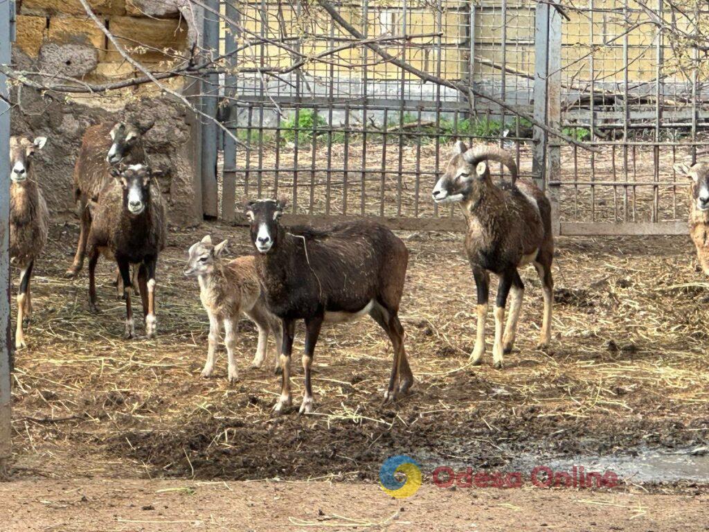 Зеленая обезьянка, козы, овцы и муфлоны: одесский зоопарк хвалится своим пополнением (фоторепортаж)