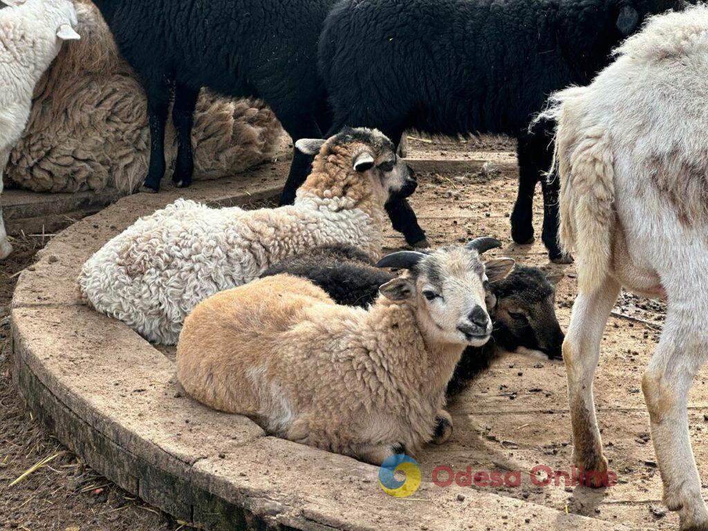 Зеленая обезьянка, козы, овцы и муфлоны: одесский зоопарк хвалится своим пополнением (фоторепортаж)