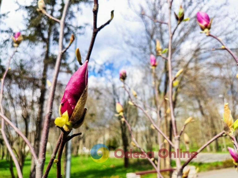 Весна у парку Перемоги (фоторепортаж)