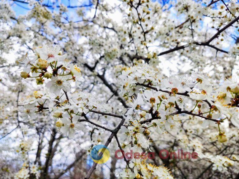 Весна в парке Победы (фоторепортаж)