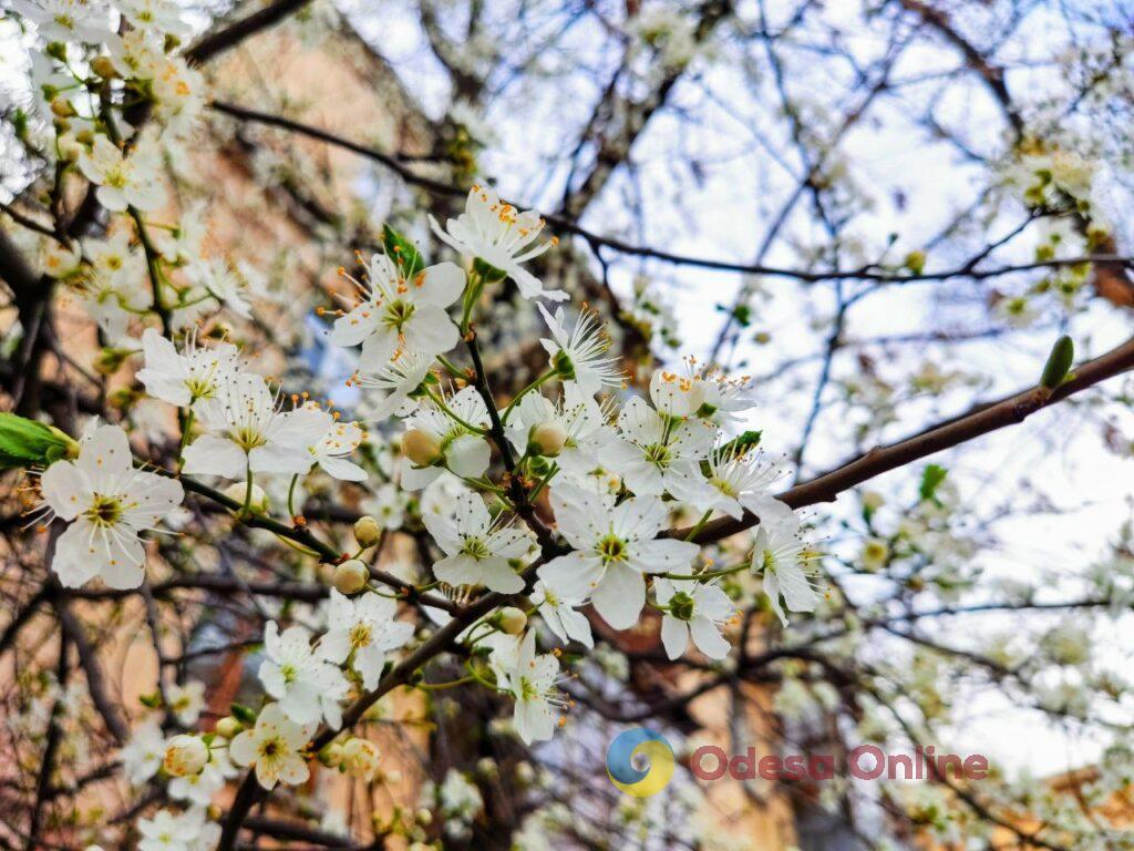 Одесса расцветает: яркие краски весенней сказки (фоторепортаж)
