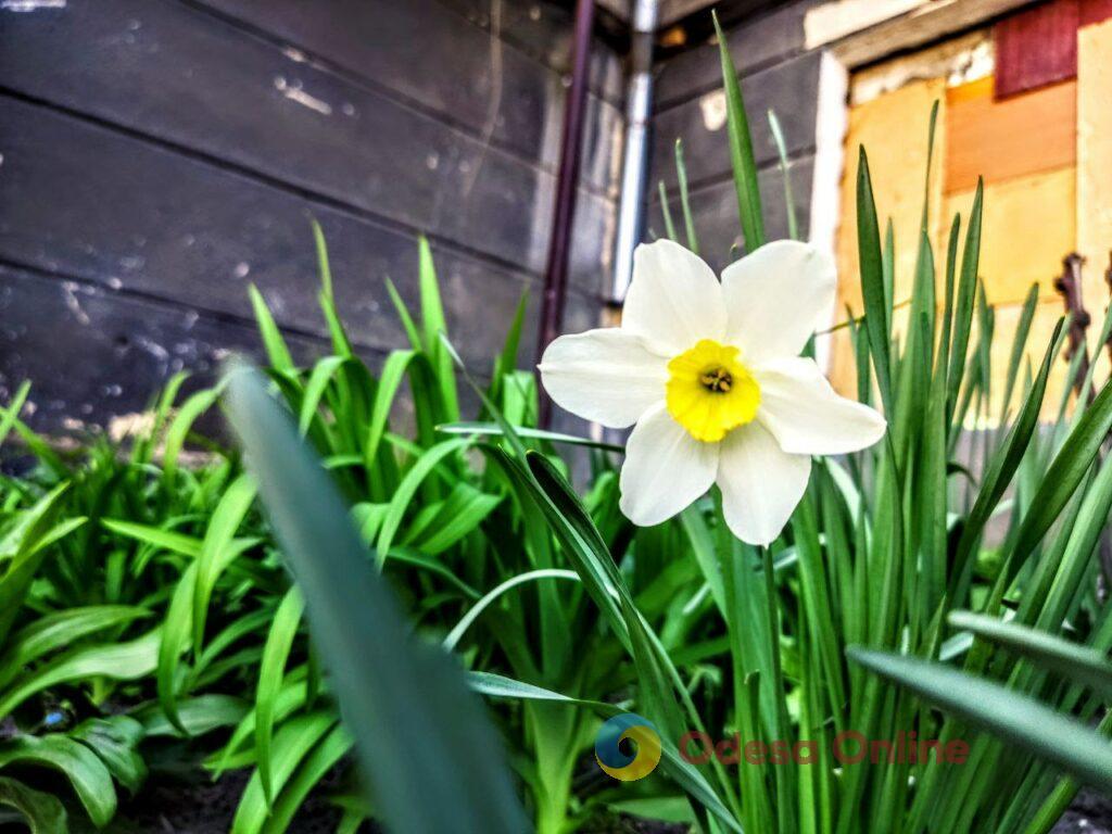 Одеса розквітає: яскраві фарби весняної казки (фотозамальовка)