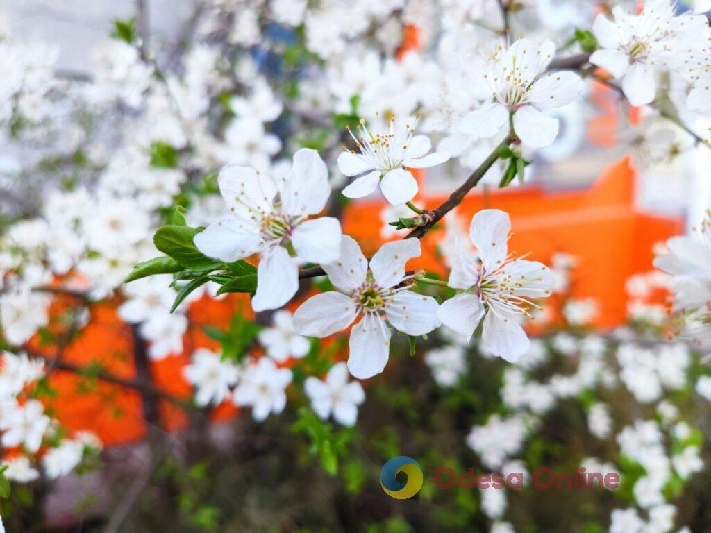 Одесса расцветает: яркие краски весенней сказки (фоторепортаж)