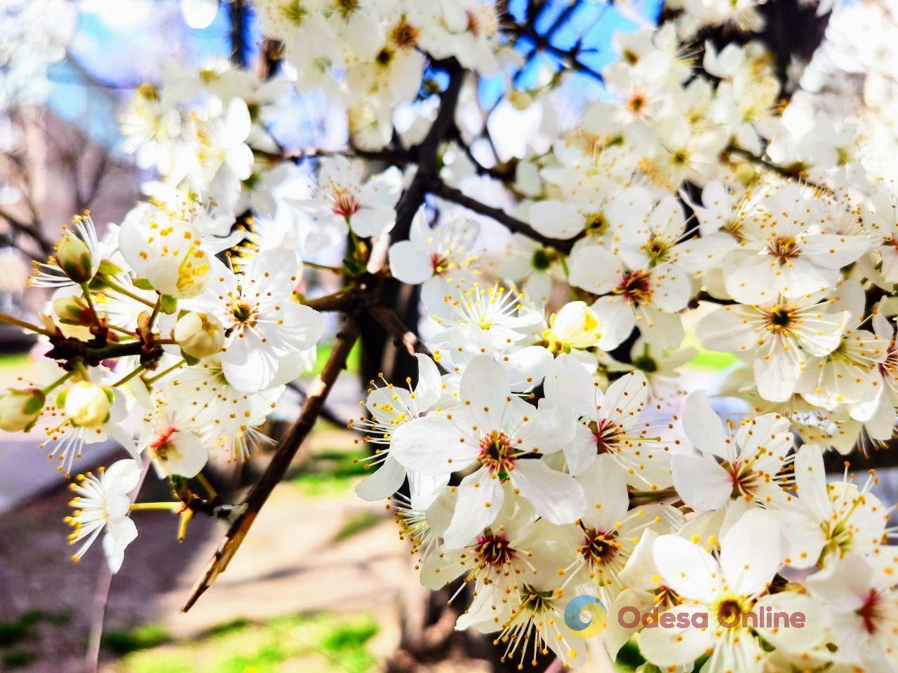 Весна у парку Перемоги (фоторепортаж)