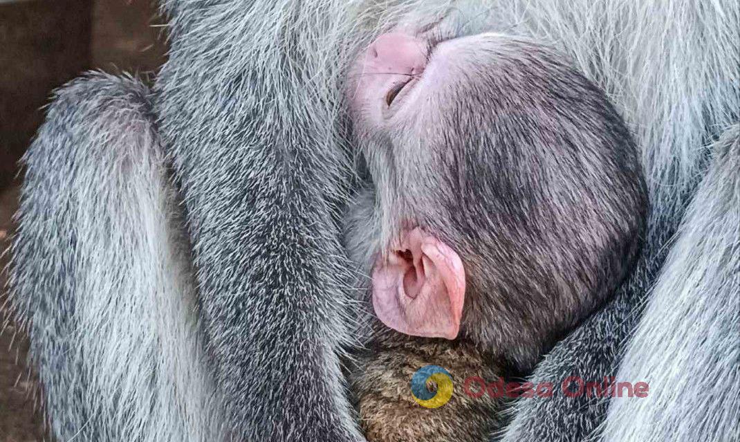 В Одесском зоопарке зеленая обезьяна показала посетителям своего малыша