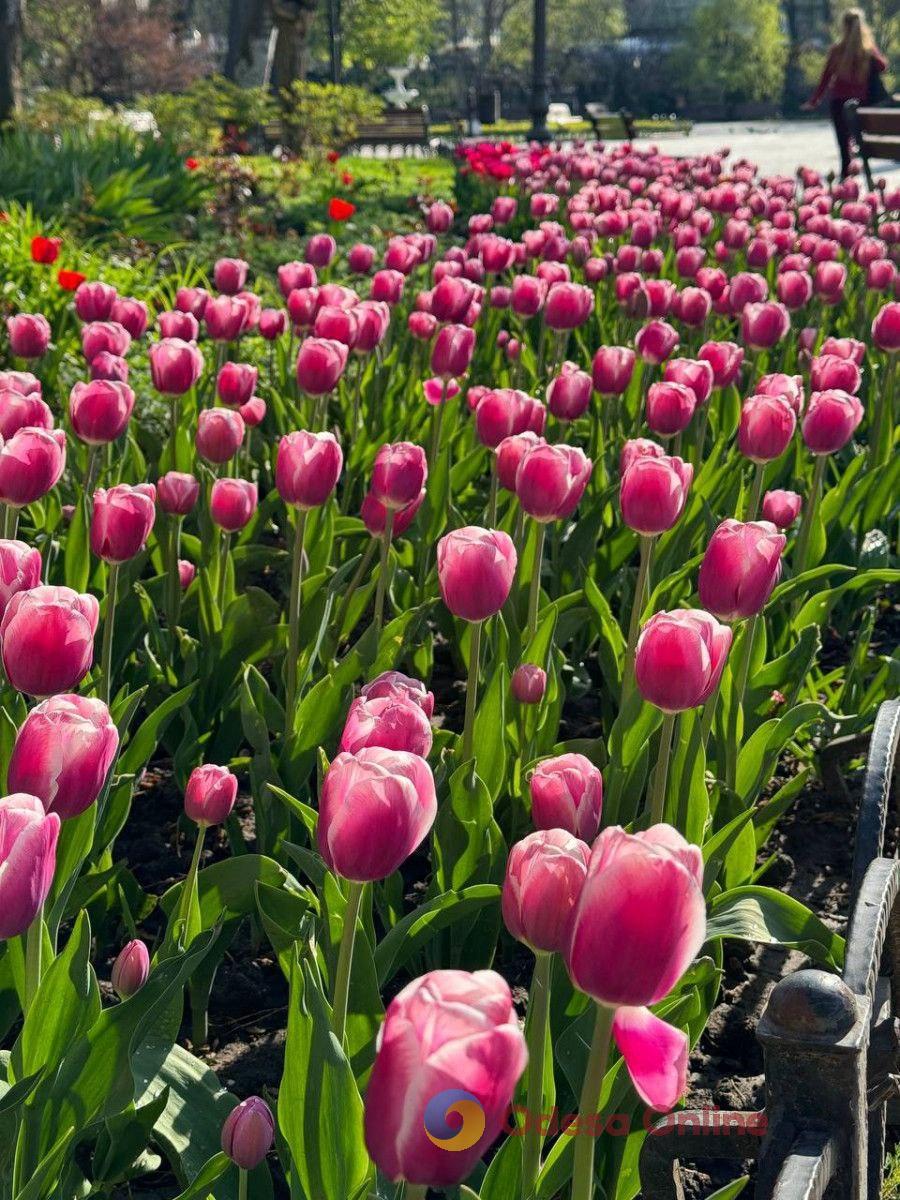 Одесу прикрасили 42 тисячі тюльпанів