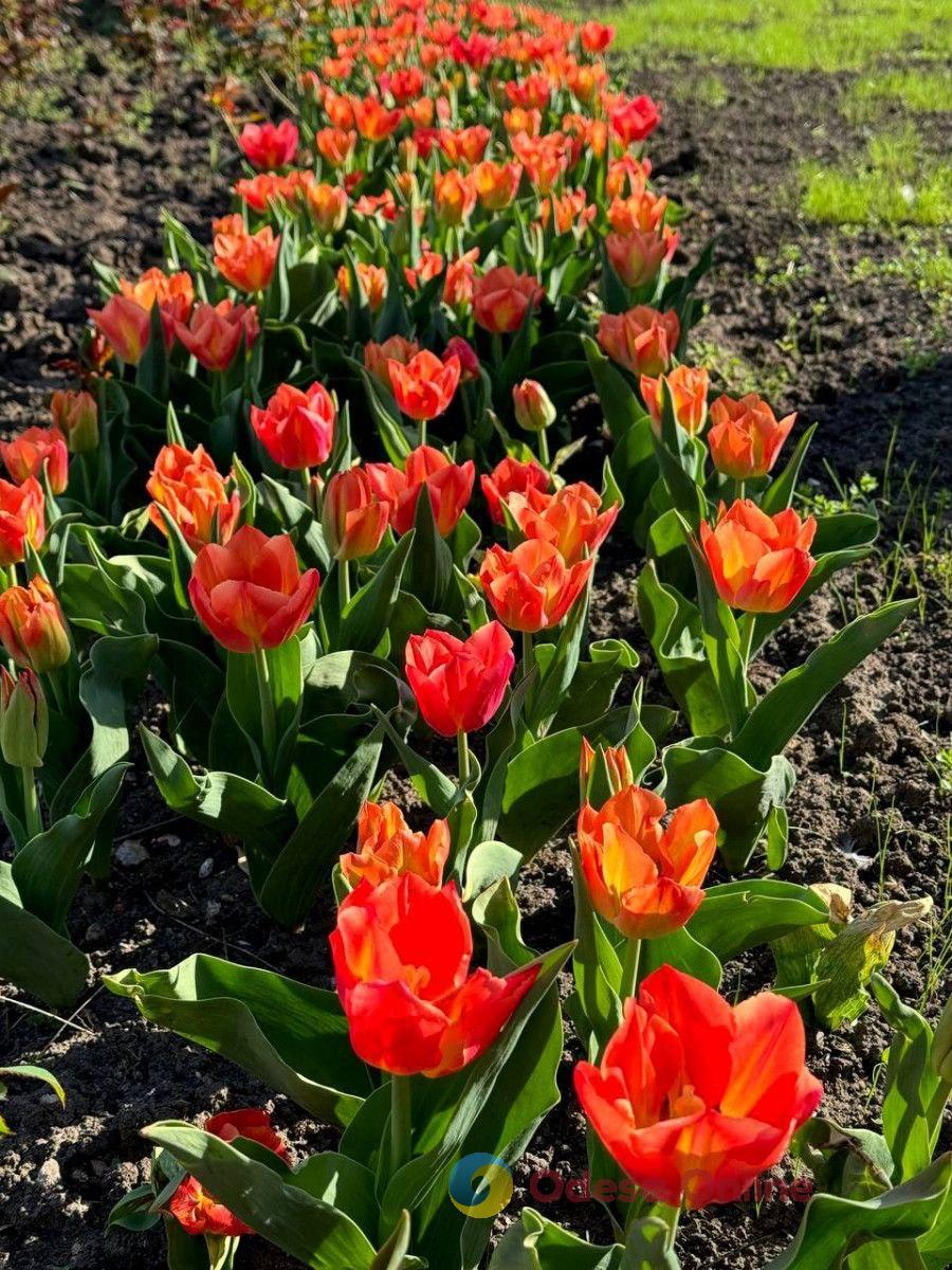 Одесу прикрасили 42 тисячі тюльпанів