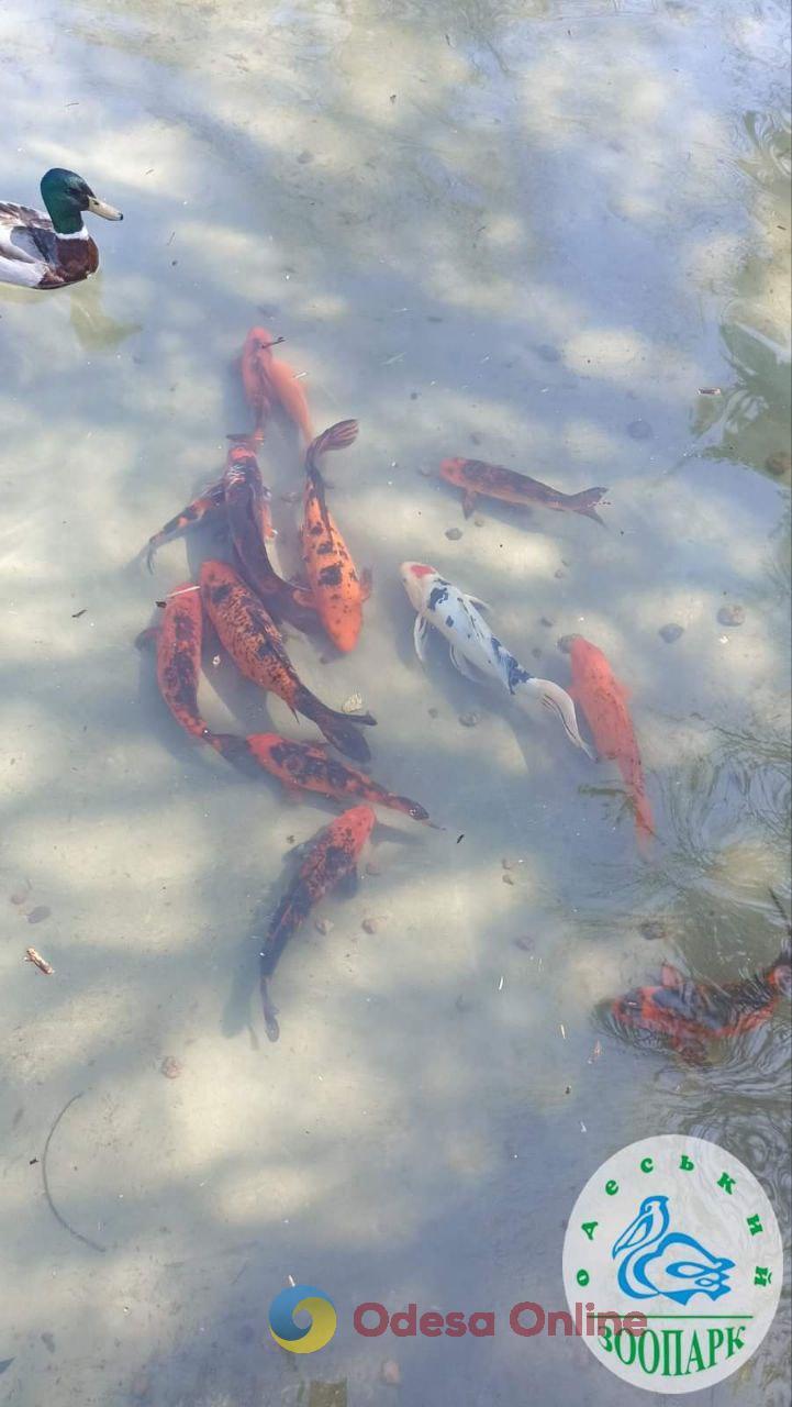 Карпов кои вернули в пруд одесского зоопарка (фото)