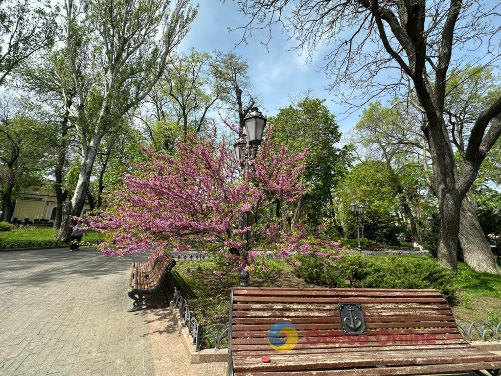 В Одессе расцвели Иудины деревья (фоторепортаж)