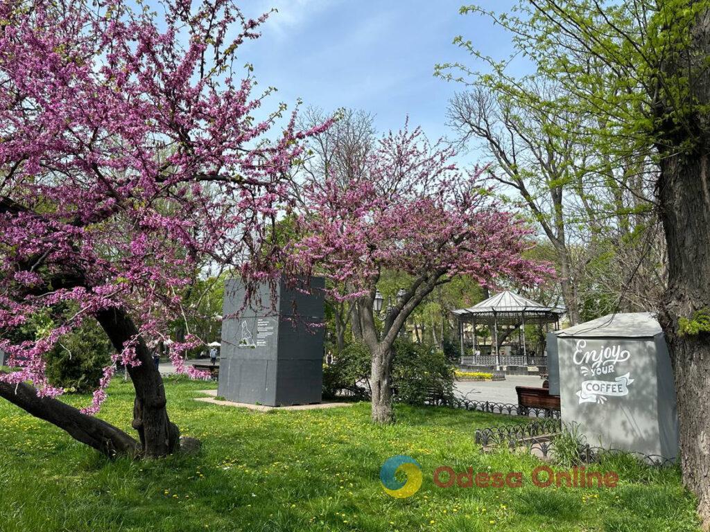 В Одесі розквітли Юдини дерева (фоторепортаж)